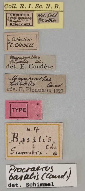 Megapenthes seniculus Lt Labels.jpg Megapenthes seniculus Lt Labels.jpg