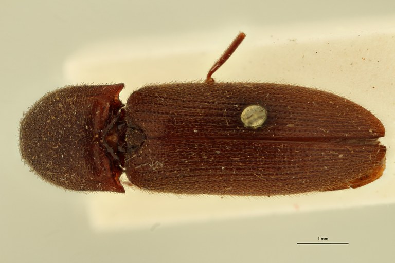 Megapenthes sondanicus F T D.jpg