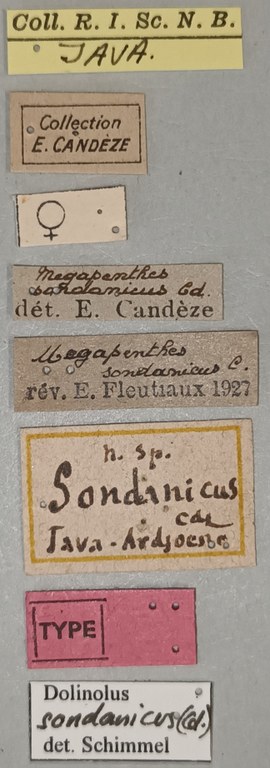 Megapenthes sondanicus F T Labels.jpg