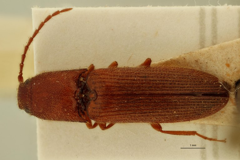 Megapenthes umbilicatus M Plt D.jpg