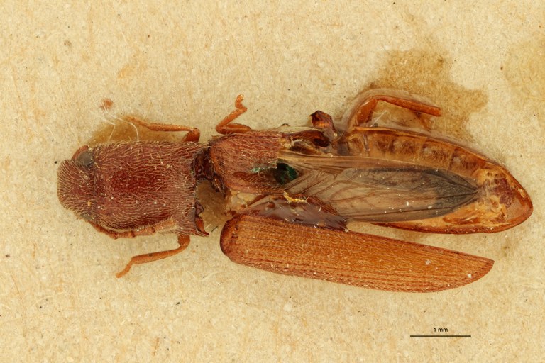 Megapenthes umbilicatus M Lt D.jpg