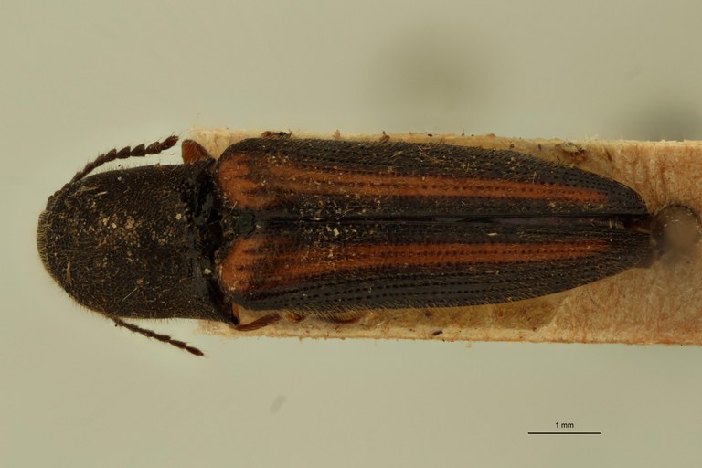 Megapenthes virgulatus Lt D.jpg