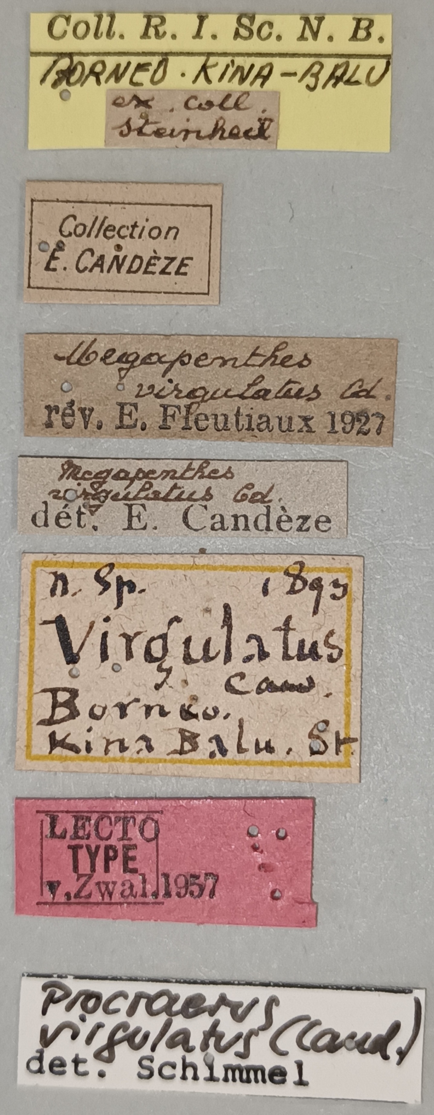 Megapenthes virgulatus Lt Labels.jpg