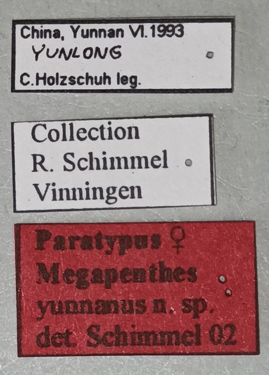 Megapenthes yunnanus F Pt Labels.jpg Megapenthes yunnanus F Pt Labels.jpg