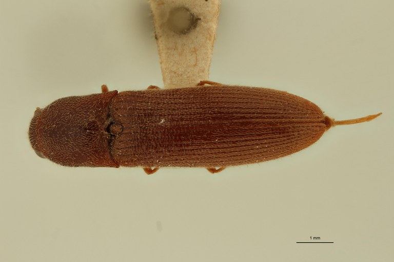 Megapenthes zanzibaricus F Lt D.jpg