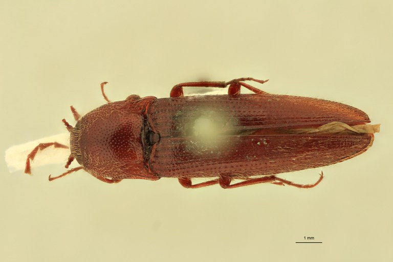 Melanotus rubicundus T D.jpg Melanotus rubicundus T D.jpg