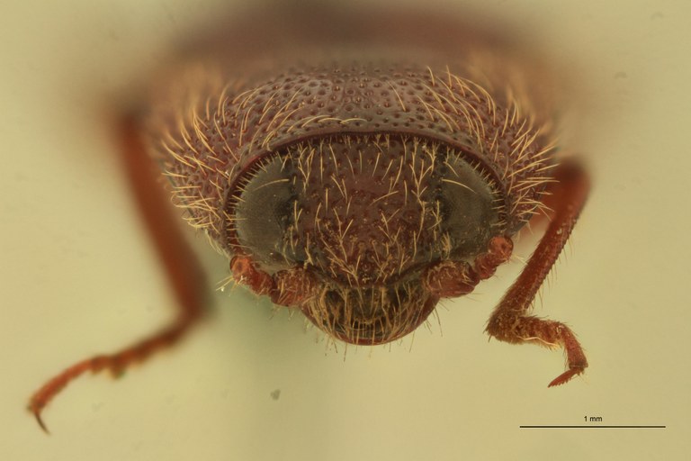 Melanotus rubicundus T F.jpg Melanotus rubicundus T F.jpg