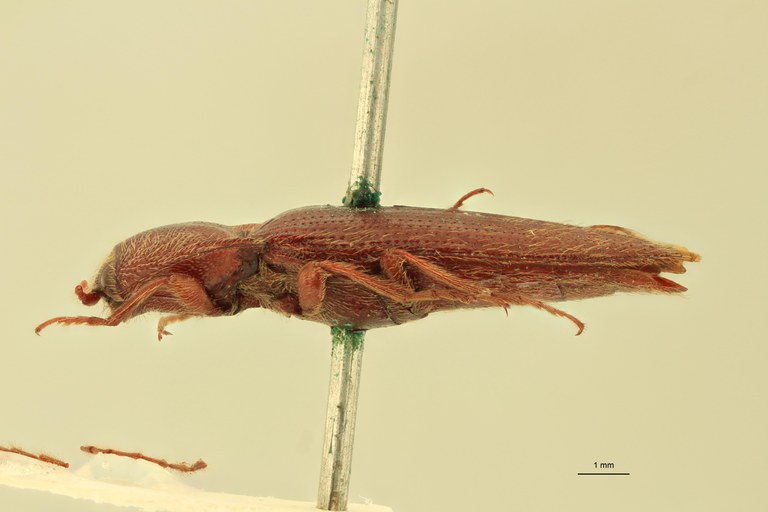 Melanotus rubicundus T L.jpg Melanotus rubicundus T L.jpg