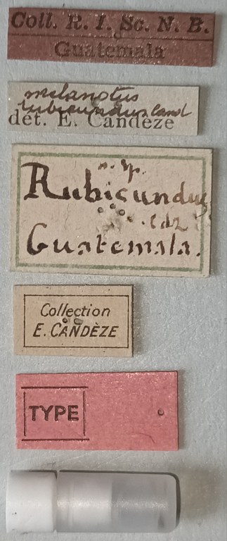 Melanotus rubicundus T Labels.jpg Melanotus rubicundus T Labels.jpg
