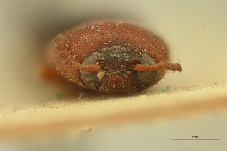 Melanoxanthus amplicollis T F.jpg