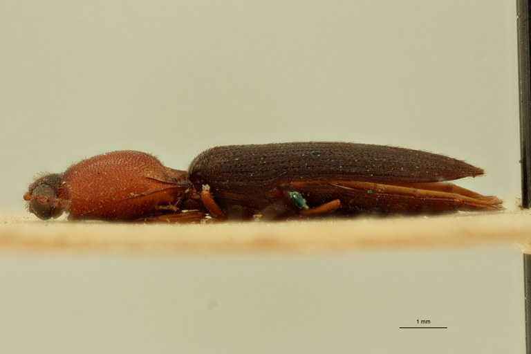 Melanoxanthus amplicollis T L.jpg