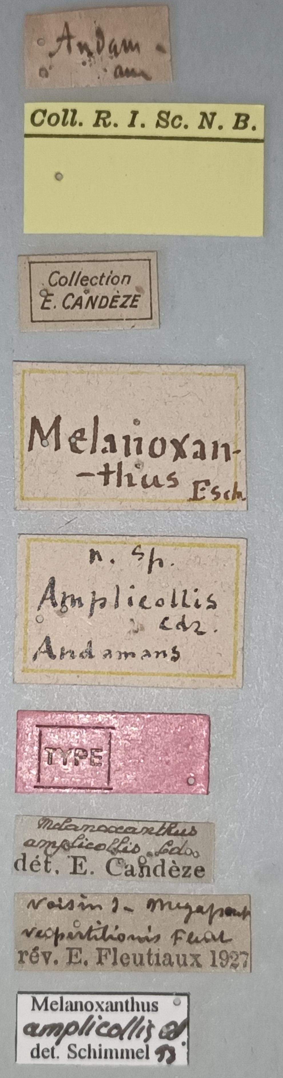 Melanoxanthus amplicollis T Labels.jpg