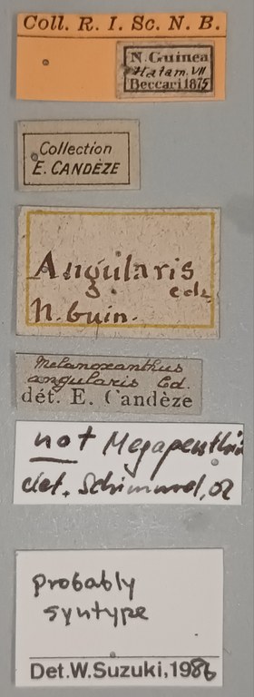 Melanoxanthus angularis St Labels.jpg