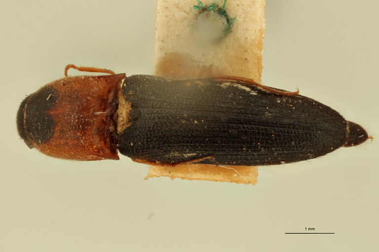 Melanoxanthus anticus D.jpg Melanoxanthus anticus D.jpg