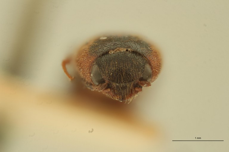 Melanoxanthus anticus F.jpg Melanoxanthus anticus F.jpg