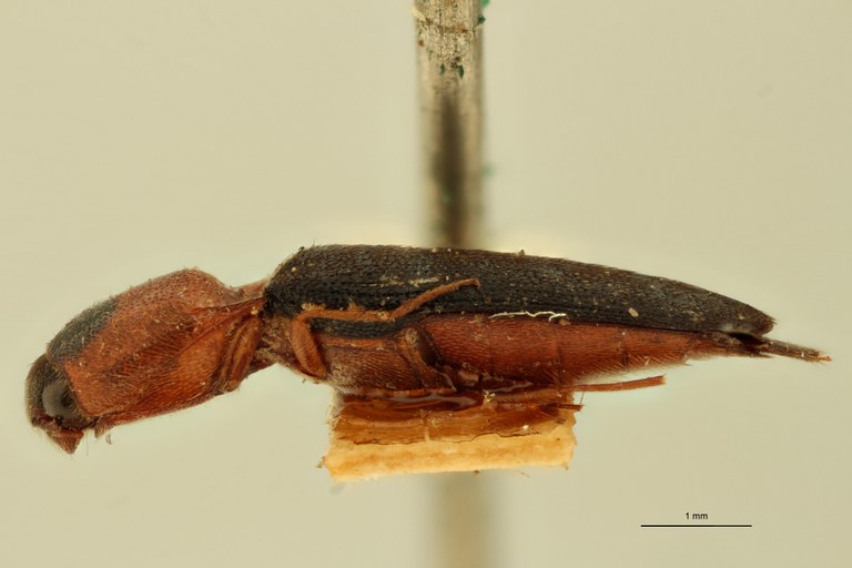 Melanoxanthus anticus L.jpg Melanoxanthus anticus L.jpg