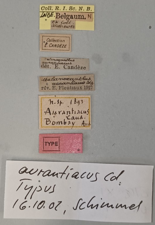 Melanoxanthus aurantiacus T Labels.jpg