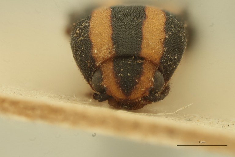 Melanoxanthus biligatus T F.jpg