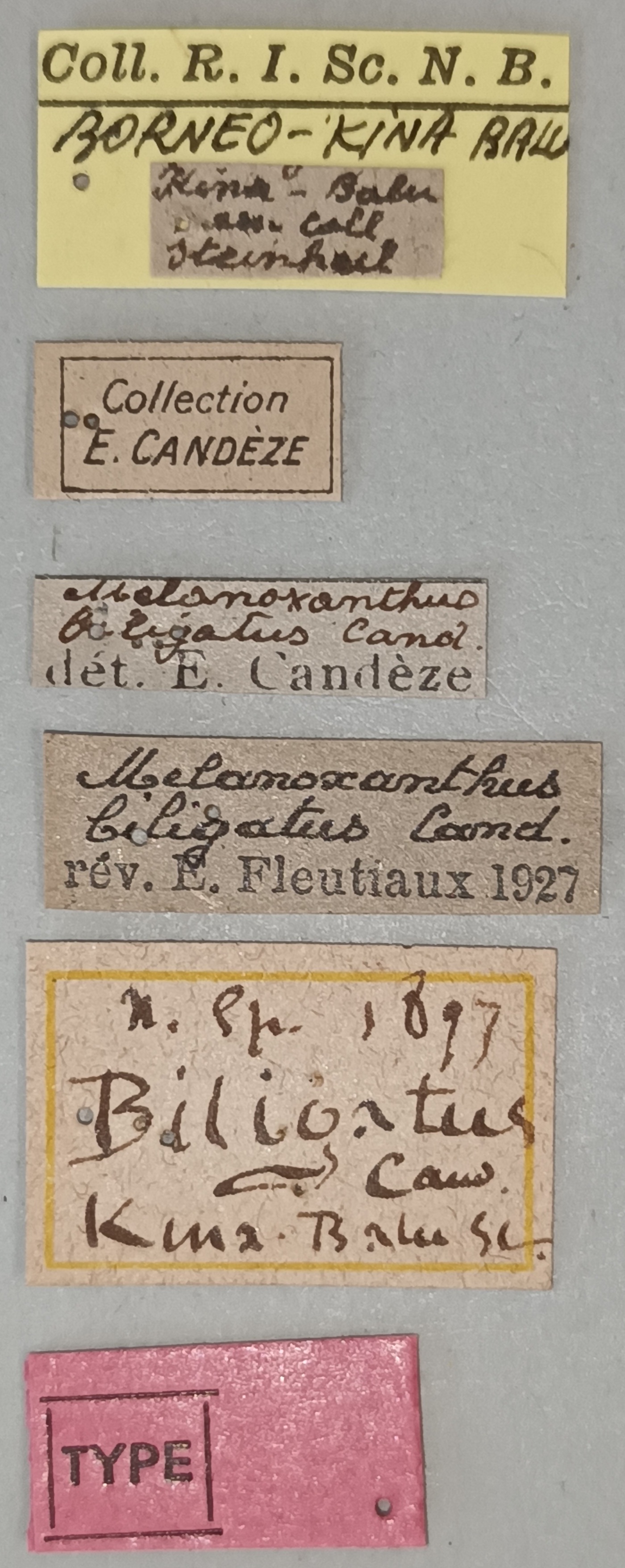 Melanoxanthus biligatus T Labels.jpg