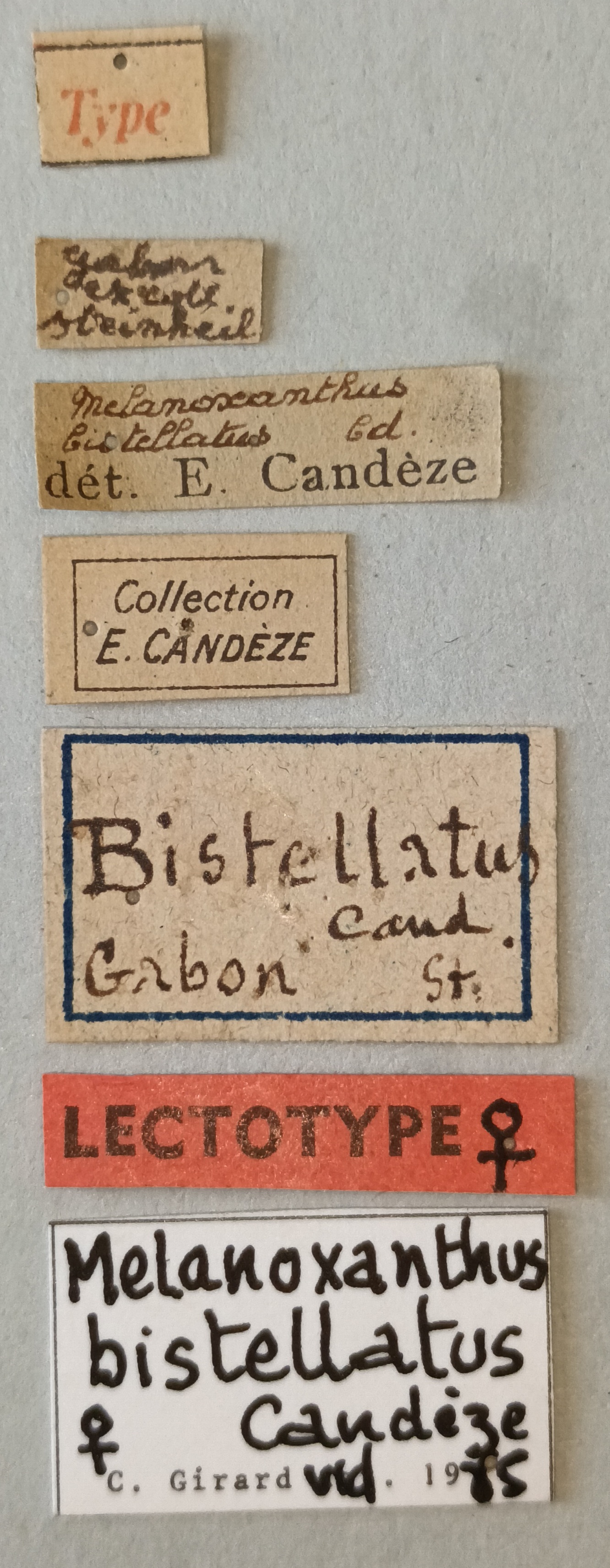 Melanoxanthus bistellatus F Lt Labels.jpg