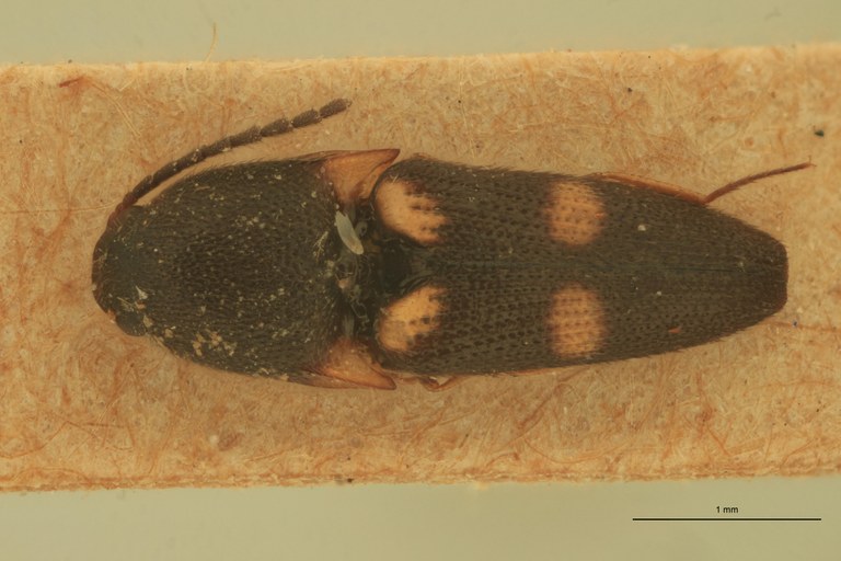 Melanoxanthus bitriplex T D.jpg Melanoxanthus bitriplex T D.jpg