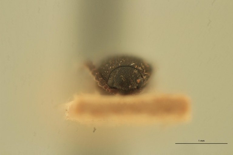 Melanoxanthus bitriplex T F.jpg Melanoxanthus bitriplex T F.jpg