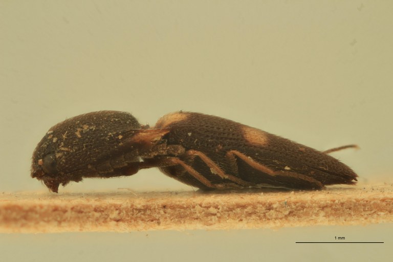 Melanoxanthus bitriplex T L.jpg Melanoxanthus bitriplex T L.jpg