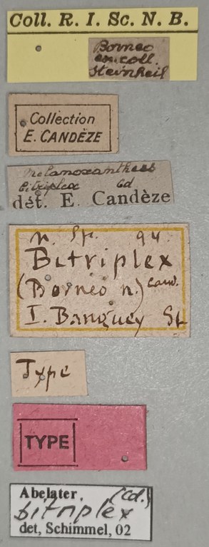 Melanoxanthus bitriplex T Labels.jpg Melanoxanthus bitriplex T Labels.jpg