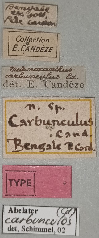 Melanoxanthus carbunculus T Labels.jpg