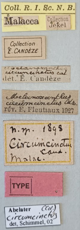 Melanoxanthus circumcinctus T Labels.jpg