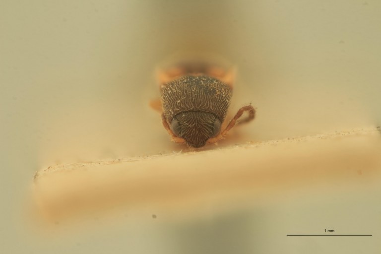 Melanoxanthus cruciellus T F.jpg Melanoxanthus cruciellus T F.jpg