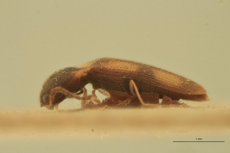 Melanoxanthus cruciellus T L.jpg Melanoxanthus cruciellus T L.jpg