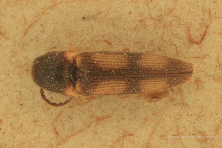 Melanoxanthus cruciellus T D.jpg Melanoxanthus cruciellus T D.jpg