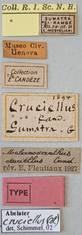 Melanoxanthus cruciellus T Labels.jpg Melanoxanthus cruciellus T Labels.jpg