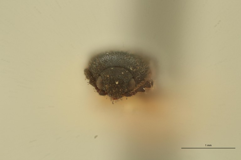 Melanoxanthus cuneiformis t F ZS PMax Scaled.jpeg Melanoxanthus cuneiformis t F ZS PMax Scaled.jpeg