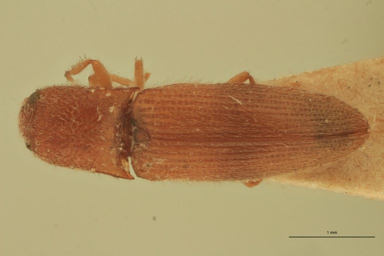 Melanoxanthus deletus Lt D.jpg