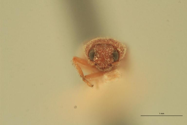 Melanoxanthus deletus Lt F.jpg