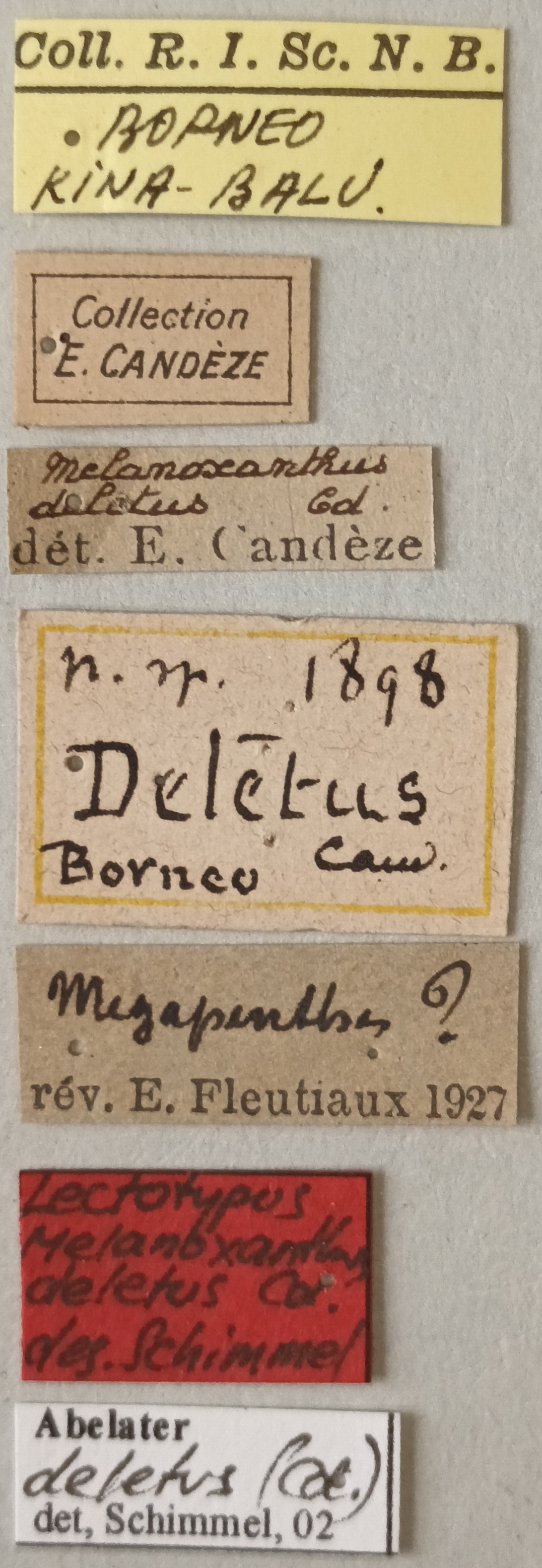 Melanoxanthus deletus Lt Labels.jpg