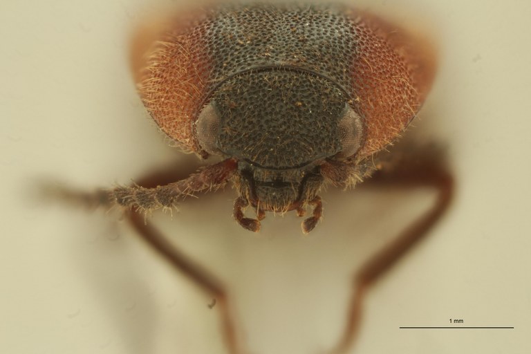 Melanoxanthus dilaticollis t F ZS PMax Scaled.jpeg Melanoxanthus dilaticollis t F ZS PMax Scaled.jpeg