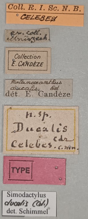 Melanoxanthus ducalis T Labels.jpg