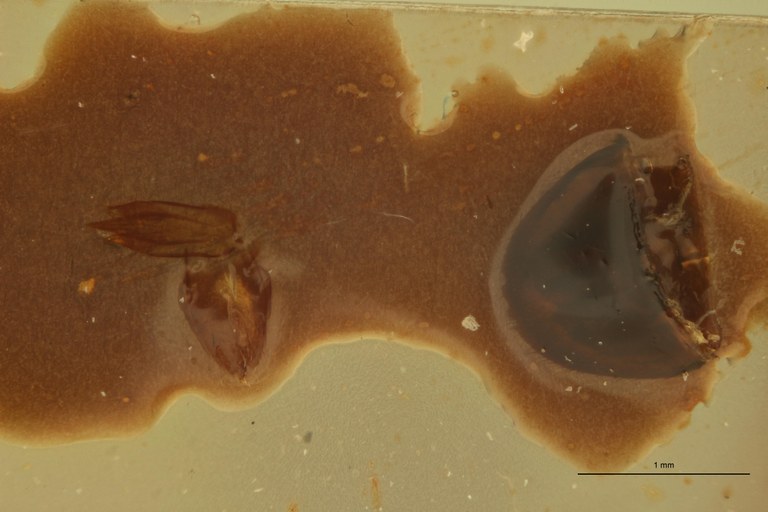 Melanoxanthus exclamationis M Lt Aedeagus.jpg Melanoxanthus exclamationis M Lt Aedeagus.jpg