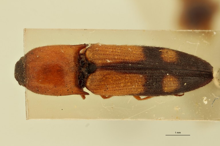 Melanoxanthus exclamationis M Lt D.jpg Melanoxanthus exclamationis M Lt D.jpg