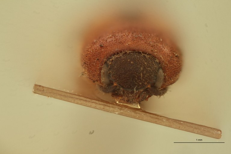 Melanoxanthus exclamationis M Lt F.jpg Melanoxanthus exclamationis M Lt F.jpg