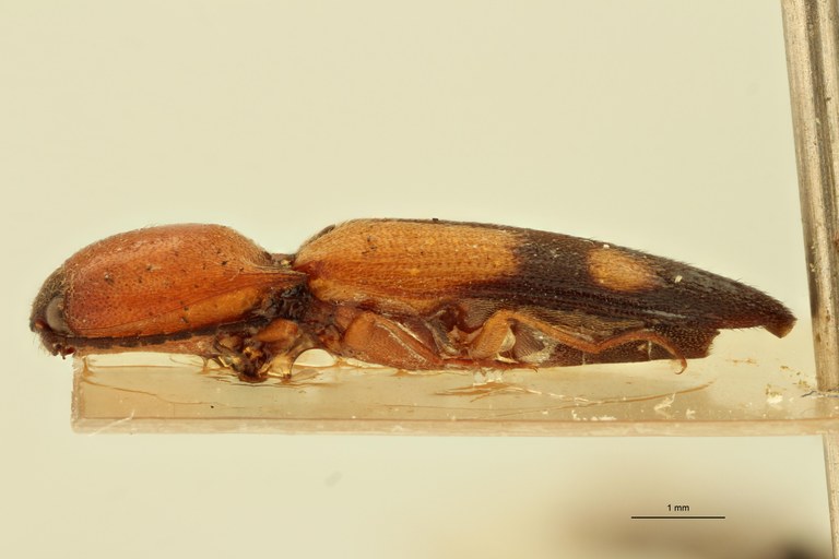 Melanoxanthus exclamationis M Lt L.jpg Melanoxanthus exclamationis M Lt L.jpg