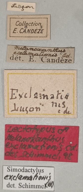 Melanoxanthus exclamationis M Lt Labels.jpg Melanoxanthus exclamationis M Lt Labels.jpg