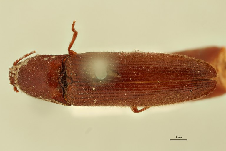 Melanoxanthus ferrugineus T D.jpg