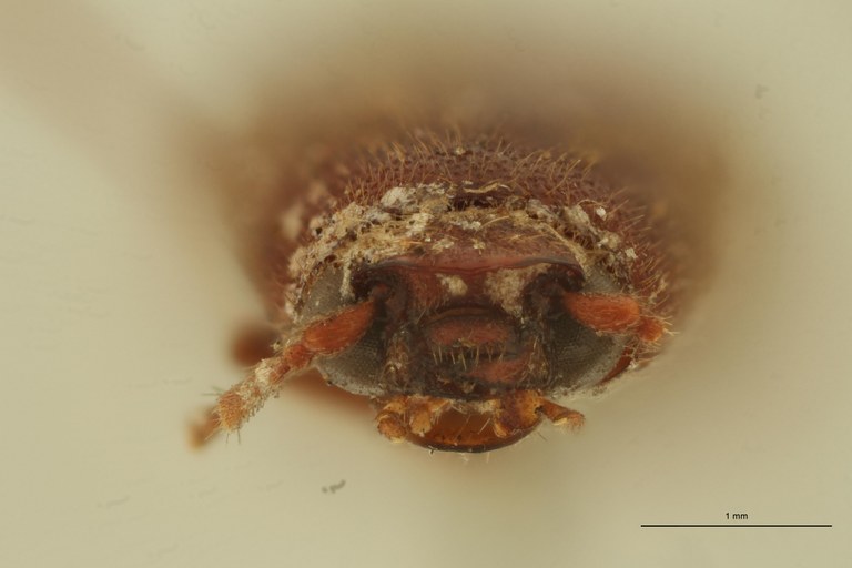 Melanoxanthus ferrugineus T F.jpg