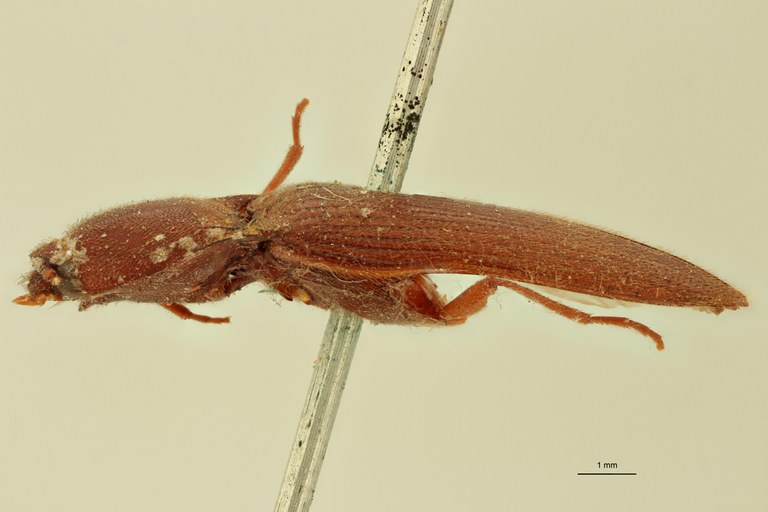 Melanoxanthus ferrugineus T L.jpg