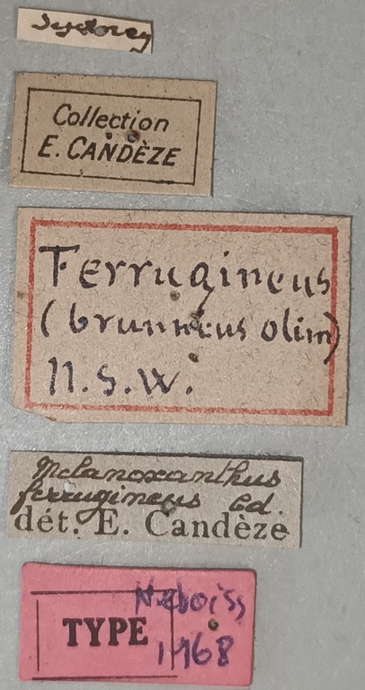 Melanoxanthus ferrugineus T Labels.jpg