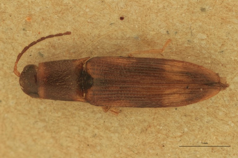 Melanoxanthus festucalis T D.jpg Melanoxanthus festucalis T D.jpg
